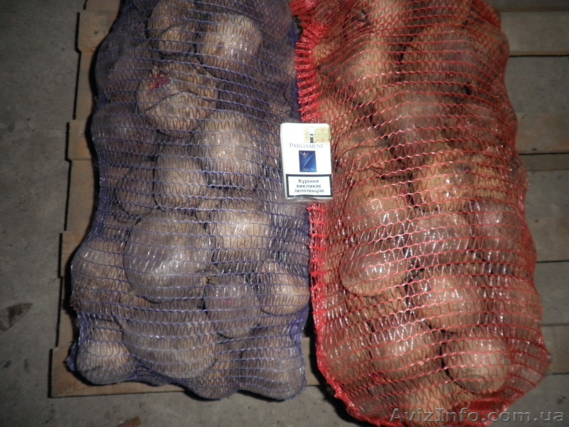 Продам свеклу столовую оптом и мелким оптом  - <ro>Изображение</ro><ru>Изображение</ru> #3, <ru>Объявление</ru> #585265