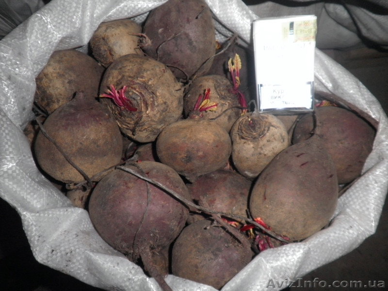 Продам свеклу столовую оптом и мелким оптом  - <ro>Изображение</ro><ru>Изображение</ru> #1, <ru>Объявление</ru> #585265