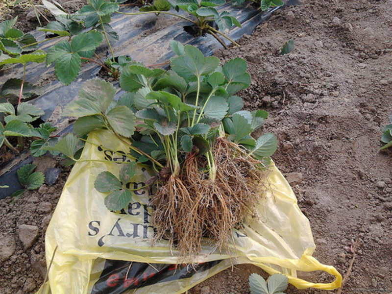 Рассада клубник (земляники) - <ro>Изображение</ro><ru>Изображение</ru> #1, <ru>Объявление</ru> #575688