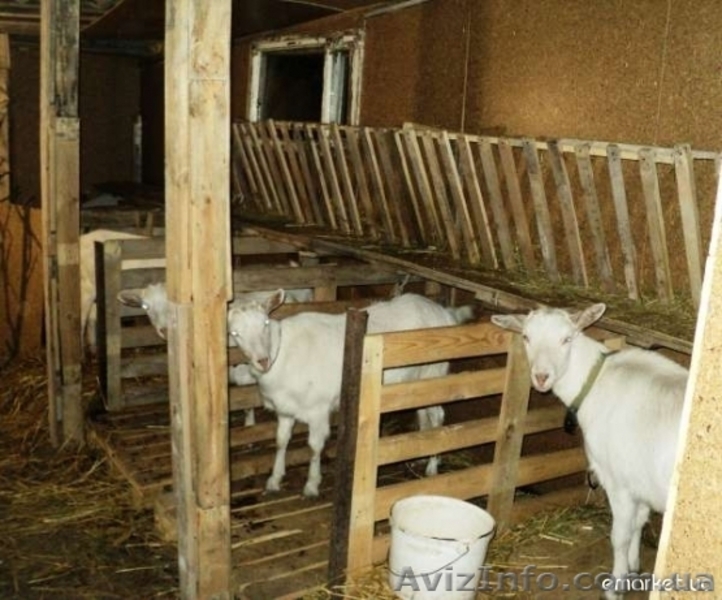 Молоко, кефир, творог, сыр из козьего молока. - <ro>Изображение</ro><ru>Изображение</ru> #1, <ru>Объявление</ru> #676097