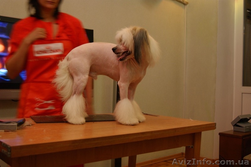 Груминг,стрижка собак,кошек.Запорожье - <ro>Изображение</ro><ru>Изображение</ru> #2, <ru>Объявление</ru> #694088