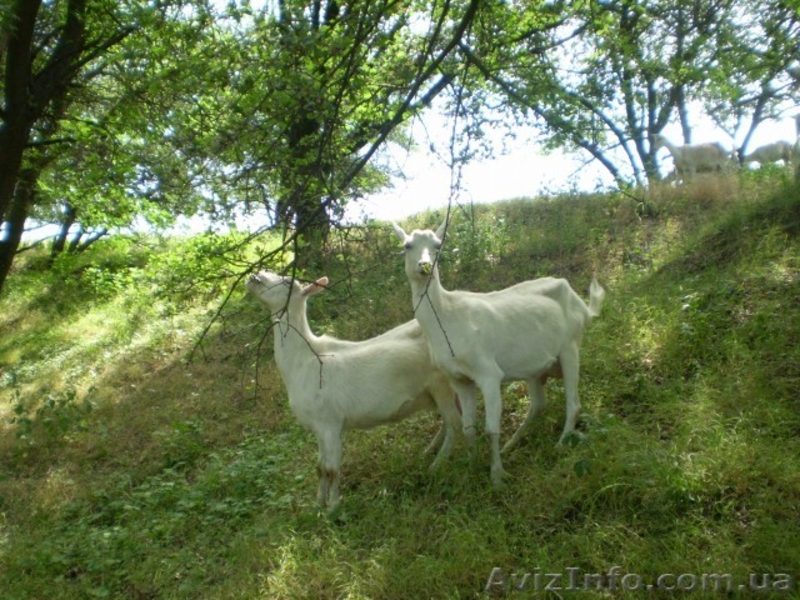Молоко, кефир, творог, сыр из козьего молока. - <ro>Изображение</ro><ru>Изображение</ru> #2, <ru>Объявление</ru> #676097