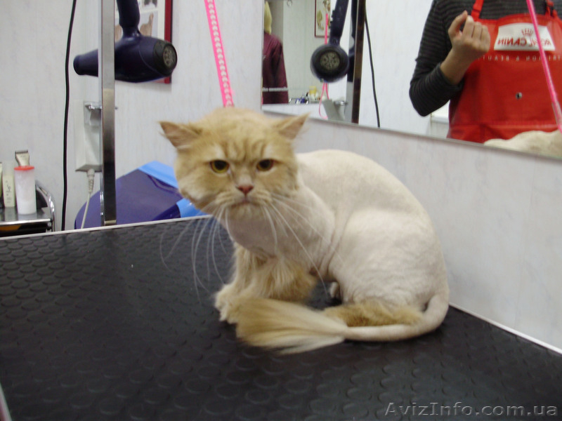 Груминг,стрижка собак,кошек.Запорожье - <ro>Изображение</ro><ru>Изображение</ru> #4, <ru>Объявление</ru> #694088