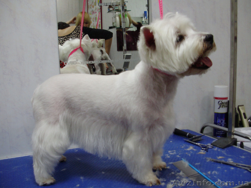 Груминг,стрижка собак,кошек.Запорожье - <ro>Изображение</ro><ru>Изображение</ru> #3, <ru>Объявление</ru> #694088