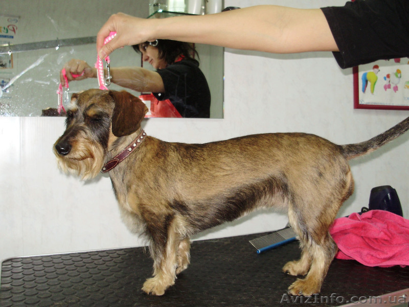 Груминг,стрижка собак,кошек.Запорожье - <ro>Изображение</ro><ru>Изображение</ru> #5, <ru>Объявление</ru> #694088