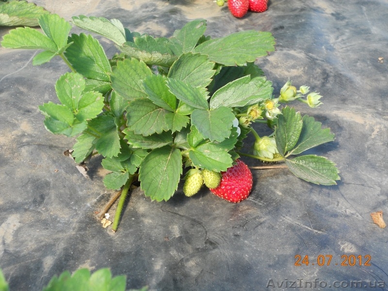 Рассада клубник (земляники) - <ro>Изображение</ro><ru>Изображение</ru> #3, <ru>Объявление</ru> #575688