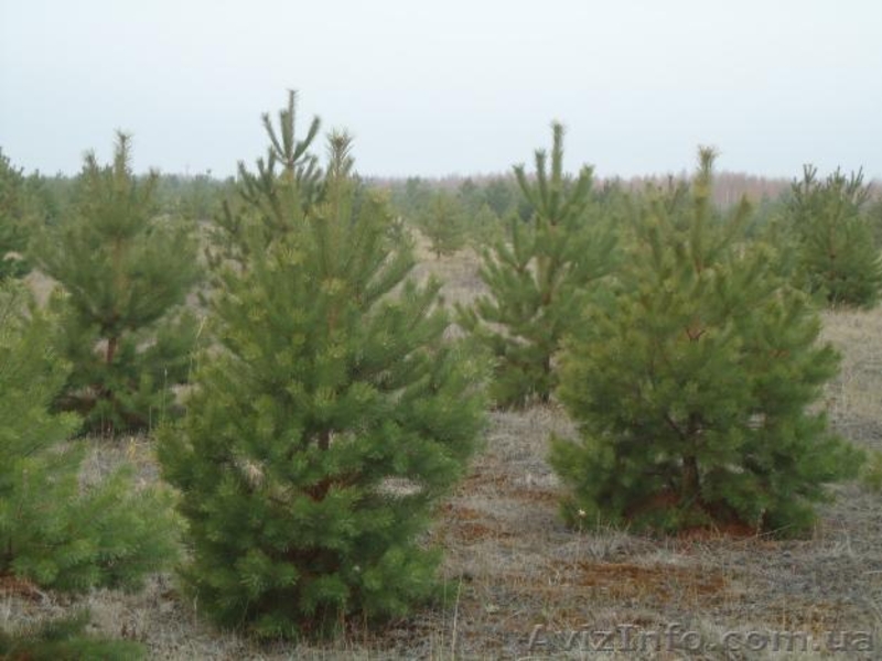 Живые ёлки, сосны новогодние оптом от производителя - <ro>Изображение</ro><ru>Изображение</ru> #2, <ru>Объявление</ru> #778152
