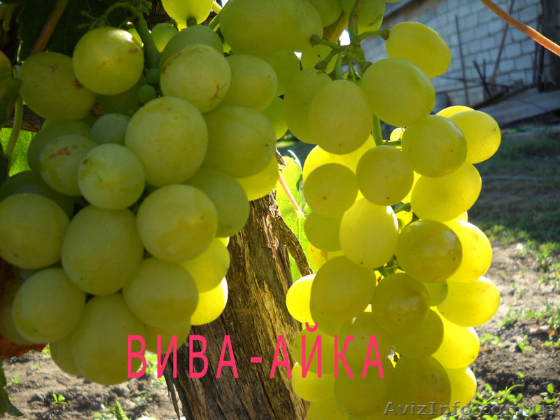 саженцы  винограда - <ro>Изображение</ro><ru>Изображение</ru> #6, <ru>Объявление</ru> #795658