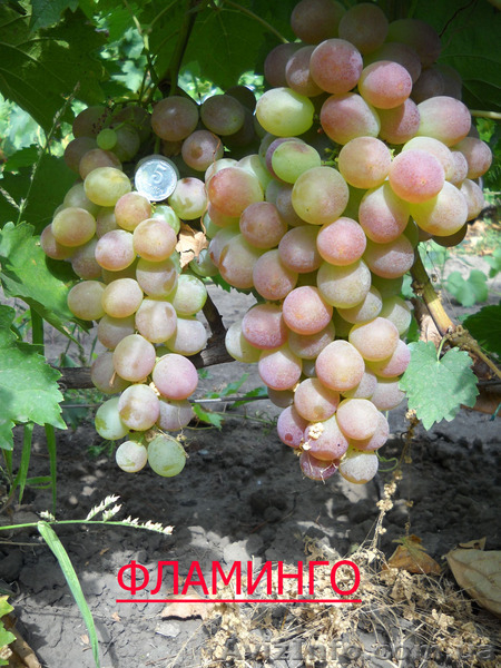 саженцы  винограда - <ro>Изображение</ro><ru>Изображение</ru> #7, <ru>Объявление</ru> #795658