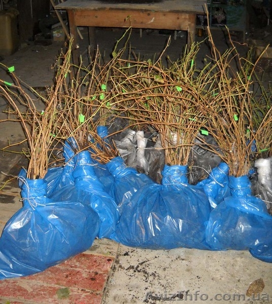 саженцы  винограда - <ro>Изображение</ro><ru>Изображение</ru> #9, <ru>Объявление</ru> #795658