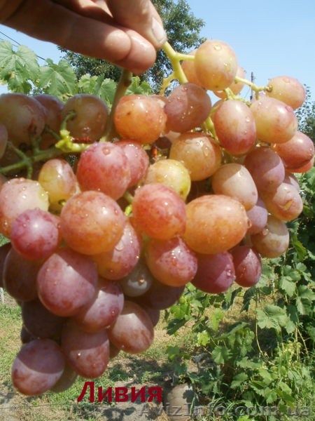 Cаженцы и черенки винограда - <ro>Изображение</ro><ru>Изображение</ru> #2, <ru>Объявление</ru> #841013