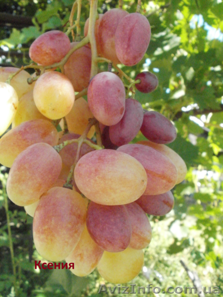 Cаженцы и черенки винограда - <ro>Изображение</ro><ru>Изображение</ru> #7, <ru>Объявление</ru> #841013