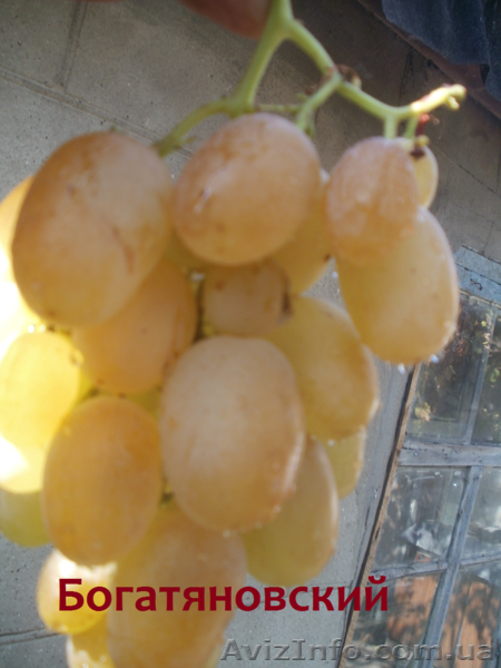 Cаженцы и черенки винограда - <ro>Изображение</ro><ru>Изображение</ru> #1, <ru>Объявление</ru> #841013