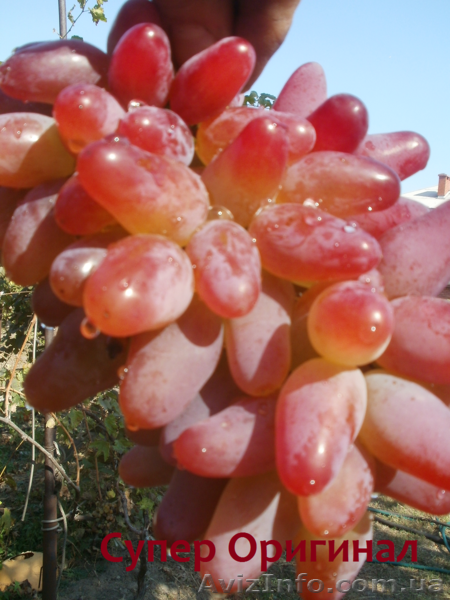 Cаженцы и черенки винограда - <ro>Изображение</ro><ru>Изображение</ru> #4, <ru>Объявление</ru> #841013