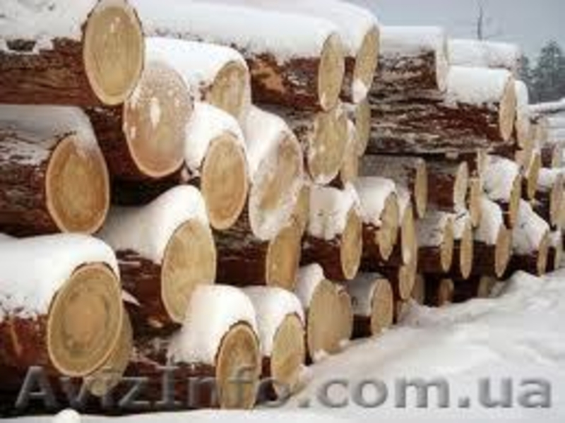 Сибирская лиственница Запорожье - <ro>Изображение</ro><ru>Изображение</ru> #8, <ru>Объявление</ru> #857905