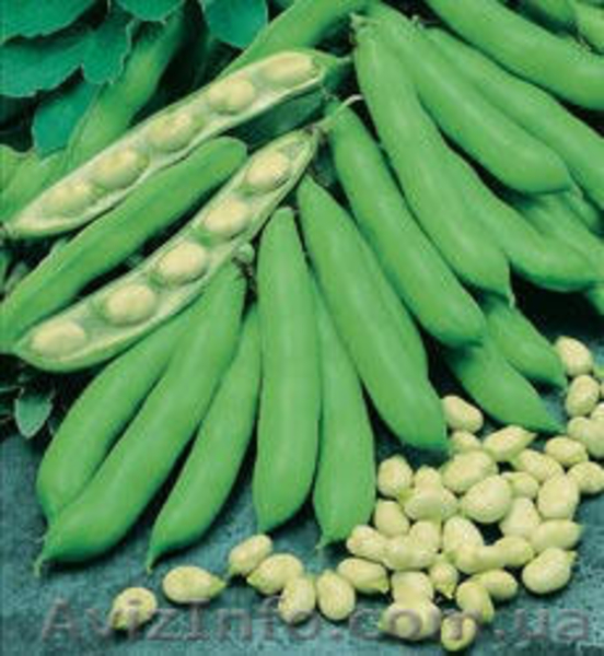 Рабочие на теплицы. Польша - <ro>Изображение</ro><ru>Изображение</ru> #2, <ru>Объявление</ru> #815213