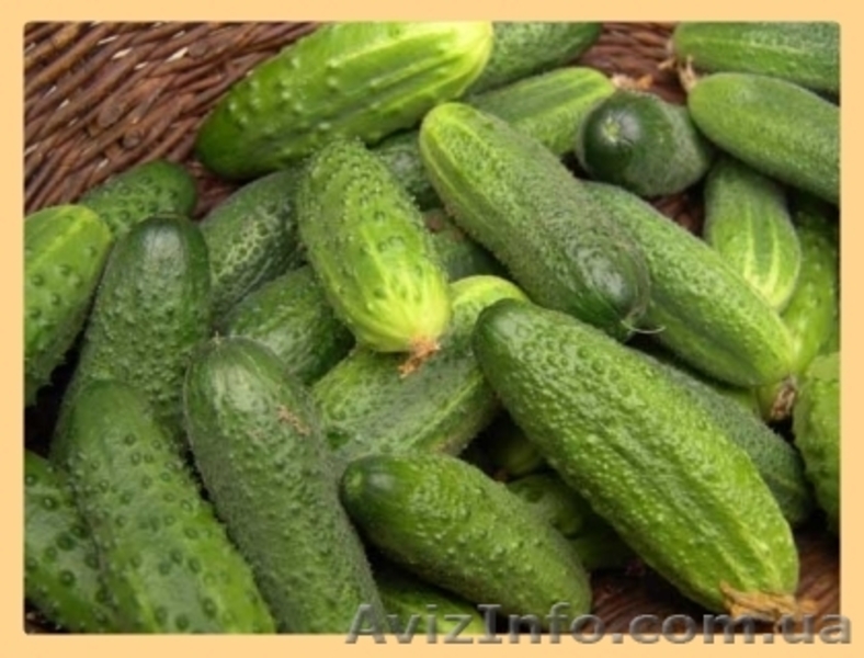 Рабочие на теплицы. Польша - <ro>Изображение</ro><ru>Изображение</ru> #3, <ru>Объявление</ru> #815213