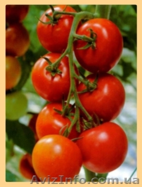 Рабочие на теплицы. Польша - <ro>Изображение</ro><ru>Изображение</ru> #4, <ru>Объявление</ru> #815213