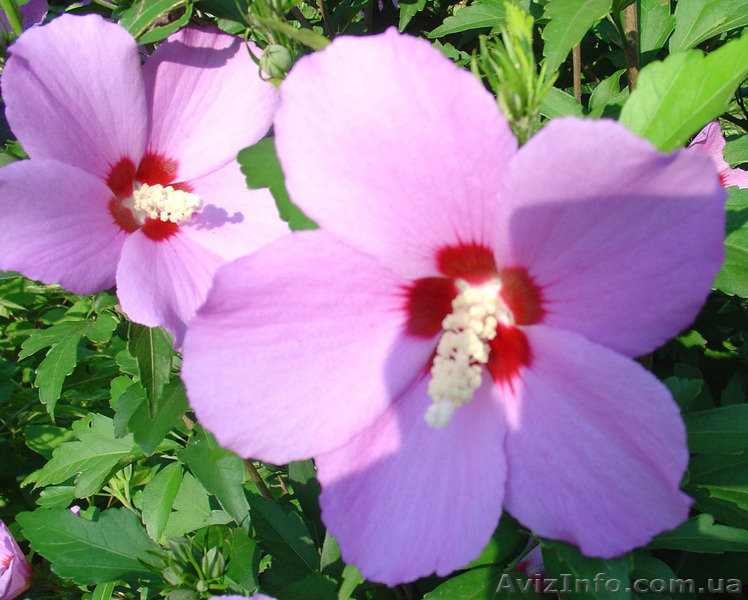 Гибискум сирийский - <ro>Изображение</ro><ru>Изображение</ru> #2, <ru>Объявление</ru> #909441