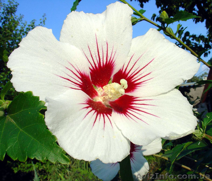 Гибискум сирийский - <ro>Изображение</ro><ru>Изображение</ru> #1, <ru>Объявление</ru> #909441