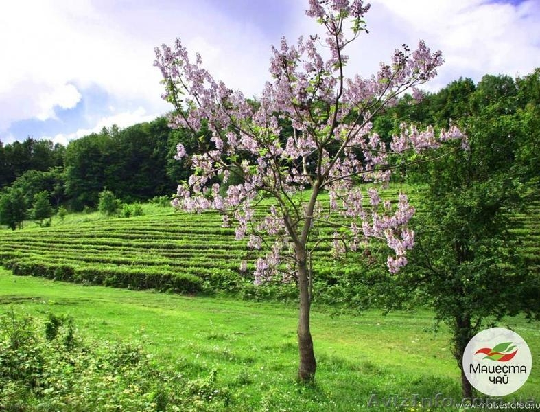 Продам Краснодарский чай - <ro>Изображение</ro><ru>Изображение</ru> #2, <ru>Объявление</ru> #918262