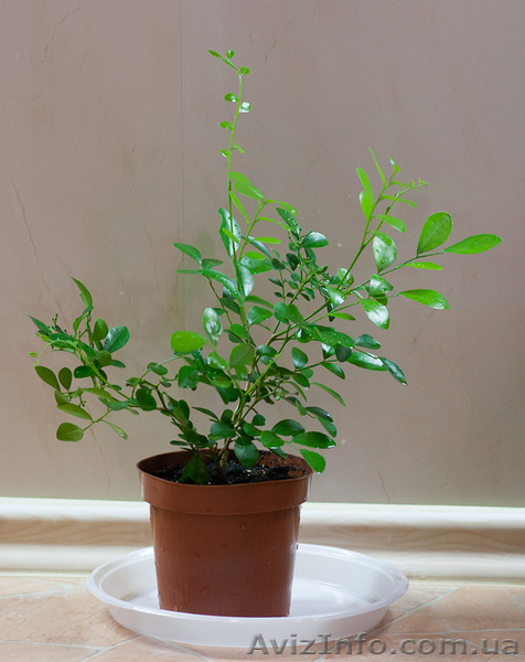 Комнатные плодовые растения - <ro>Изображение</ro><ru>Изображение</ru> #4, <ru>Объявление</ru> #389068
