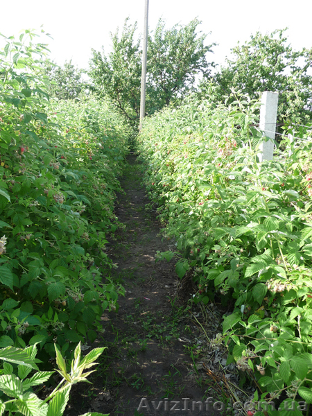 Продам саженцы малины крупноплодной, деревовидной, Запорожская обл. - <ro>Изображение</ro><ru>Изображение</ru> #3, <ru>Объявление</ru> #954047