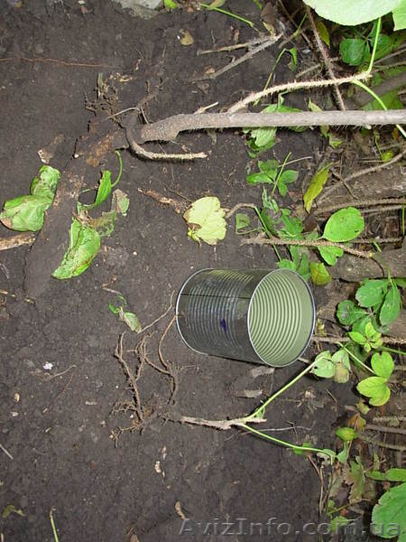 Саженцы ЭЛЕУТЕРОКОКК КОЛЮЧИЙ для высадки в грунт - <ro>Изображение</ro><ru>Изображение</ru> #3, <ru>Объявление</ru> #972329