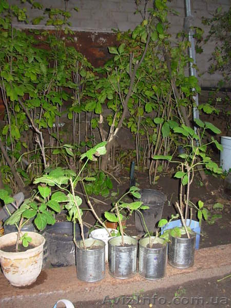 Саженцы ЭЛЕУТЕРОКОКК КОЛЮЧИЙ для высадки в грунт - <ro>Изображение</ro><ru>Изображение</ru> #4, <ru>Объявление</ru> #972329