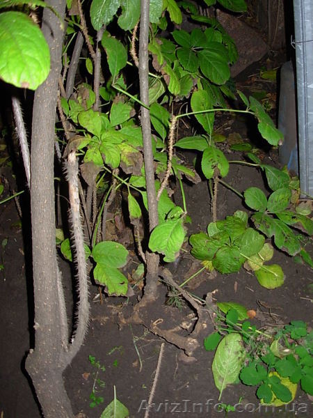 Саженцы ЭЛЕУТЕРОКОКК КОЛЮЧИЙ для высадки в грунт - <ro>Изображение</ro><ru>Изображение</ru> #5, <ru>Объявление</ru> #972329