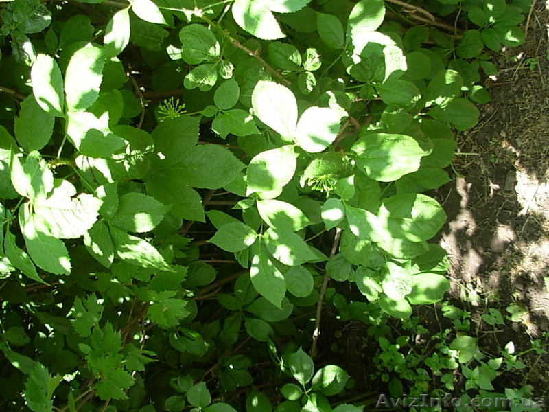 Саженцы ЭЛЕУТЕРОКОКК КОЛЮЧИЙ для высадки в грунт - <ro>Изображение</ro><ru>Изображение</ru> #7, <ru>Объявление</ru> #972329