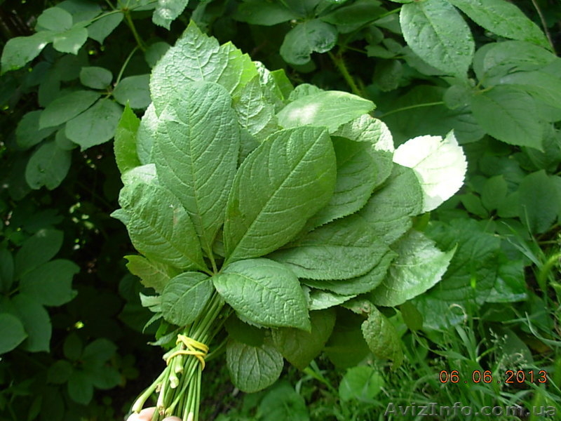 Саженцы ЭЛЕУТЕРОКОКК КОЛЮЧИЙ для высадки в грунт - <ro>Изображение</ro><ru>Изображение</ru> #8, <ru>Объявление</ru> #972329