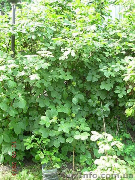 Саженцы ЭЛЕУТЕРОКОКК КОЛЮЧИЙ для высадки в грунт - <ro>Изображение</ro><ru>Изображение</ru> #6, <ru>Объявление</ru> #972329