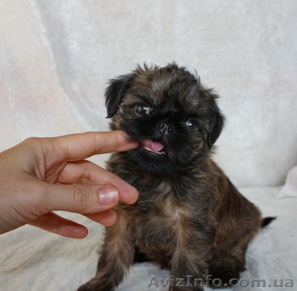 Щенки грифона – веселые собачки - <ro>Изображение</ro><ru>Изображение</ru> #1, <ru>Объявление</ru> #444081