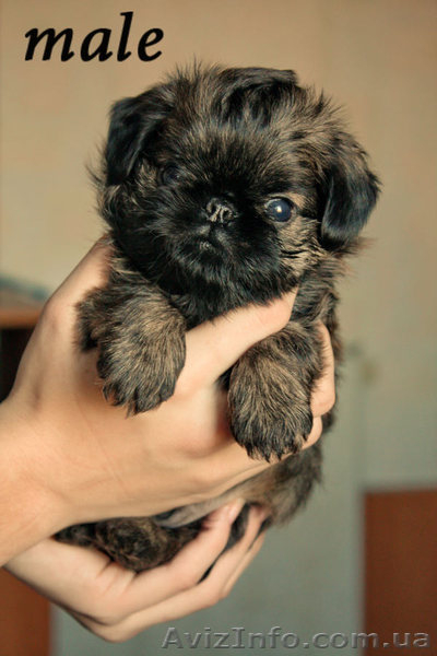 Щенки грифона – веселые собачки - <ro>Изображение</ro><ru>Изображение</ru> #3, <ru>Объявление</ru> #444081