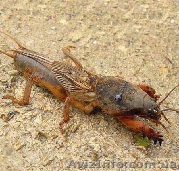 Медведка сушеная для лечения туберкулёза - <ro>Изображение</ro><ru>Изображение</ru> #1, <ru>Объявление</ru> #1015139