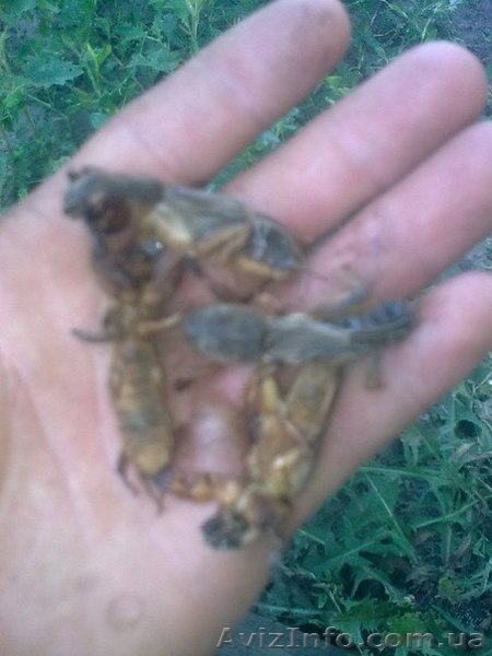 Медведка сушеная для лечения туберкулёза - <ro>Изображение</ro><ru>Изображение</ru> #3, <ru>Объявление</ru> #1015139