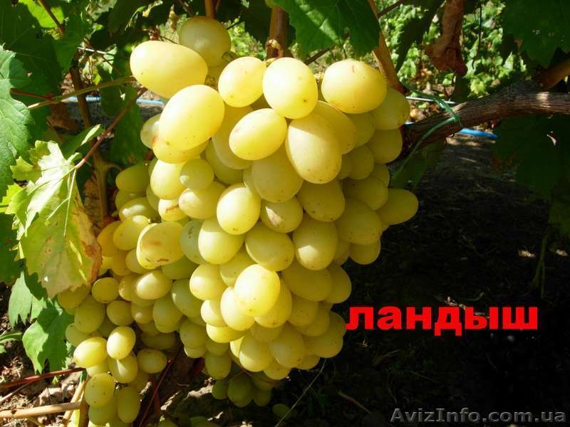 Саженцы и черенки винограда - <ro>Изображение</ro><ru>Изображение</ru> #6, <ru>Объявление</ru> #1029066