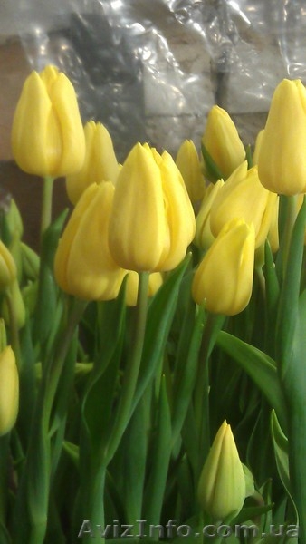 Срез тюльпана к 8 марта,гиацинт, крокус - <ro>Изображение</ro><ru>Изображение</ru> #2, <ru>Объявление</ru> #828053
