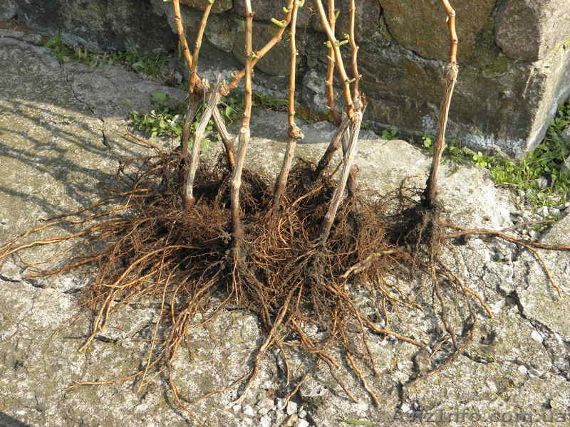 саженцы винограда ранних,средних и кишмишных сортов - <ro>Изображение</ro><ru>Изображение</ru> #3, <ru>Объявление</ru> #1033619