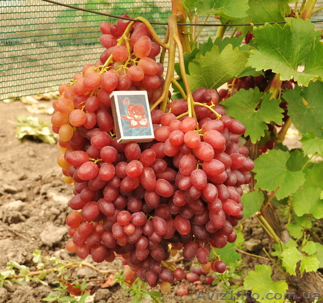 саженцы винограда ранних,средних и кишмишных сортов - <ro>Изображение</ro><ru>Изображение</ru> #2, <ru>Объявление</ru> #1033619