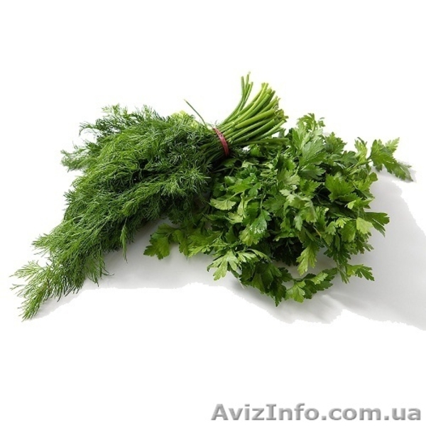 Укроп , Петрушка , Крупным оптом ( в наличии 15 тон) - <ro>Изображение</ro><ru>Изображение</ru> #1, <ru>Объявление</ru> #1106214