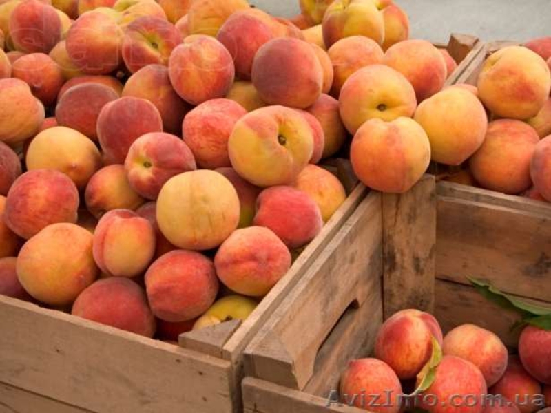 Персик Оптом от производителя - <ro>Изображение</ro><ru>Изображение</ru> #2, <ru>Объявление</ru> #1107716