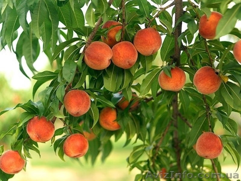 Персик Оптом от производителя - <ro>Изображение</ro><ru>Изображение</ru> #1, <ru>Объявление</ru> #1107716