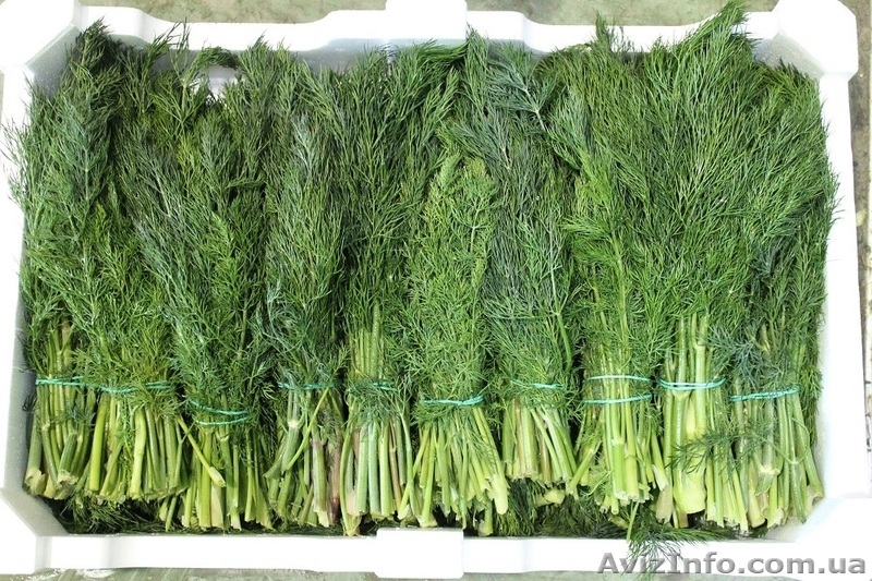 Укроп , Петрушка , Крупным оптом ( в наличии 15 тон) - <ro>Изображение</ro><ru>Изображение</ru> #2, <ru>Объявление</ru> #1106214