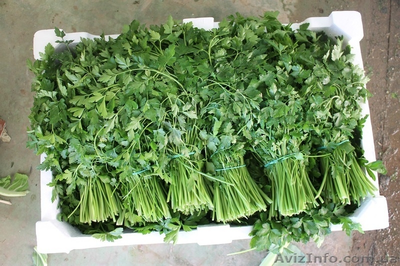 Укроп , Петрушка , Крупным оптом ( в наличии 15 тон) - <ro>Изображение</ro><ru>Изображение</ru> #3, <ru>Объявление</ru> #1106214