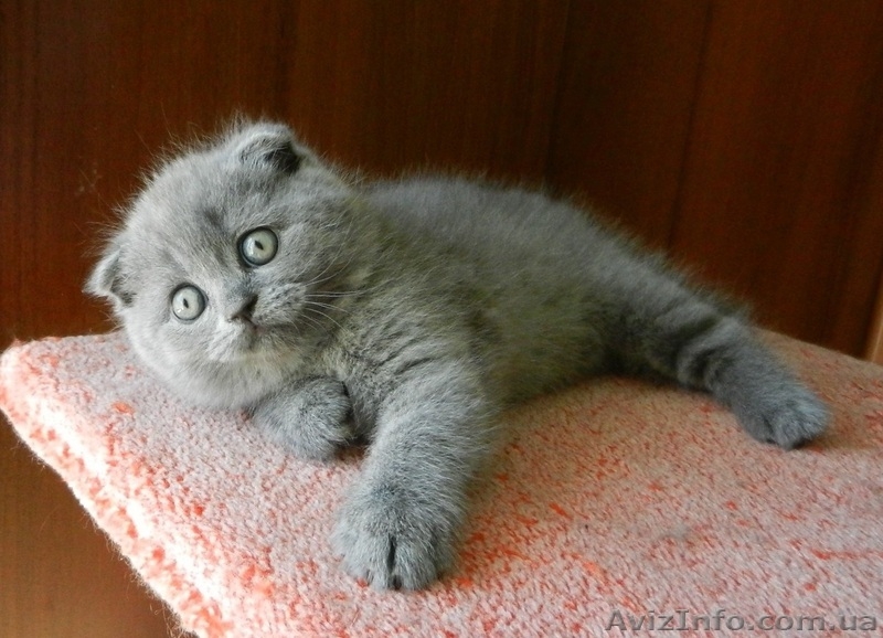 Шотландские плюшевые котята! Летние цены! Доставка. - <ro>Изображение</ro><ru>Изображение</ru> #3, <ru>Объявление</ru> #1120590