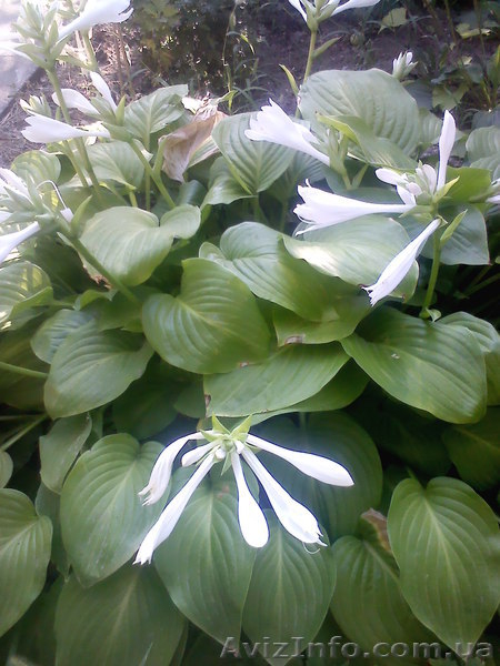 Азов. Генгорка. Виноградная 25. Отдых на море от 35 грн.  - <ro>Изображение</ro><ru>Изображение</ru> #5, <ru>Объявление</ru> #1128858