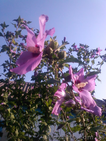 Азов. Генгорка. Виноградная 25. Отдых на море от 35 грн.  - <ro>Изображение</ro><ru>Изображение</ru> #6, <ru>Объявление</ru> #1128858