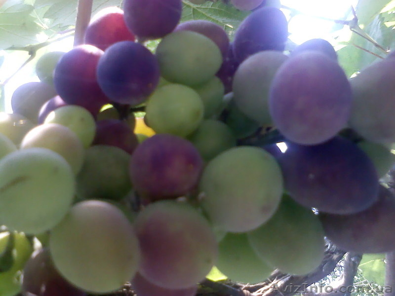 Азов. Генгорка. Виноградная 25. Отдых на море от 35 грн.  - <ro>Изображение</ro><ru>Изображение</ru> #8, <ru>Объявление</ru> #1128858